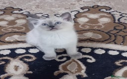 Ragdoll cats for sale: Warwick house central avenue M192ff - Image 8