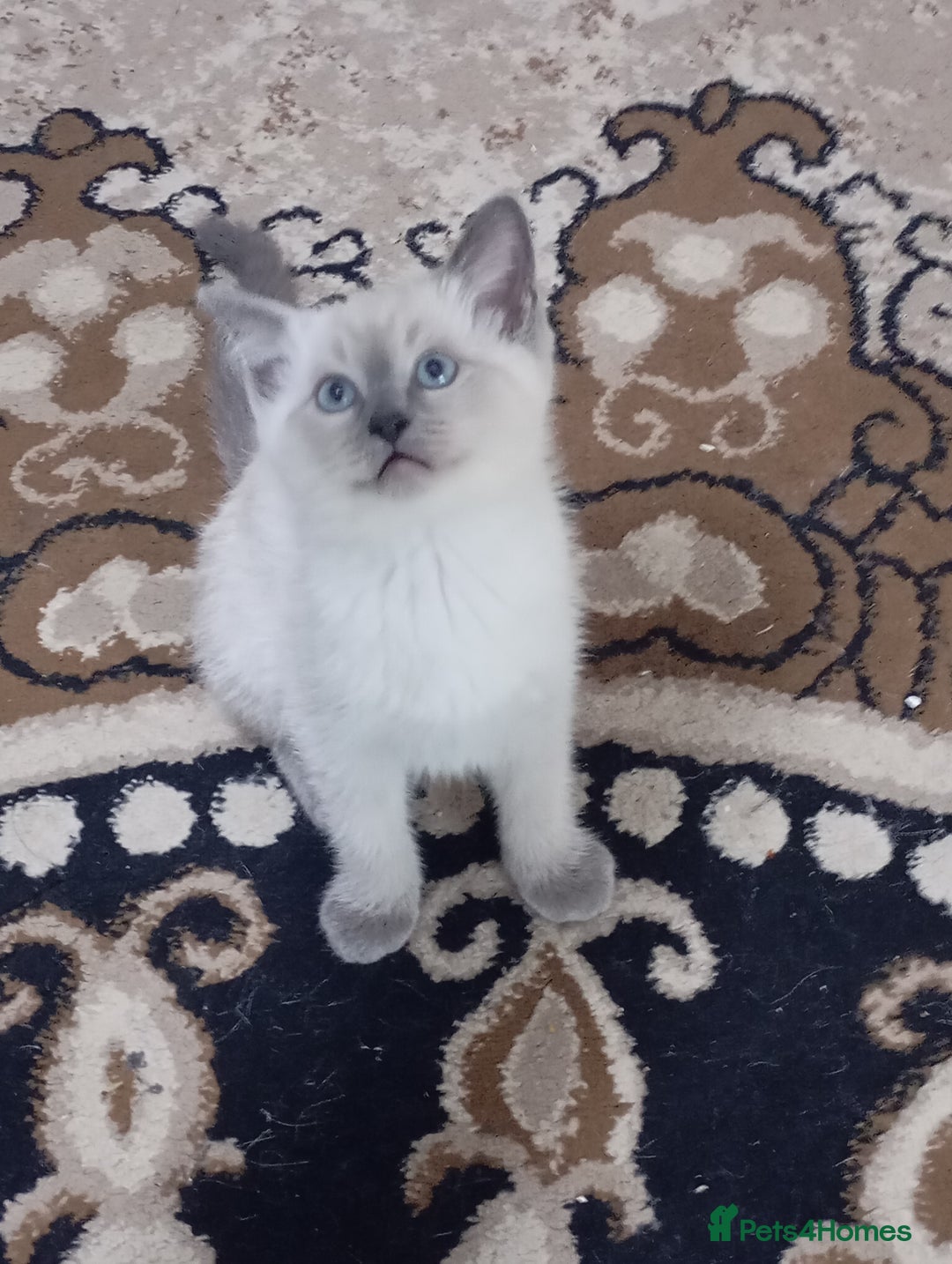 Ragdoll cats for sale: Warwick house central avenue M192ff - Image 8