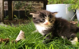 Mixed Breed cats for sale: Chamomile’s kittens - Image 7