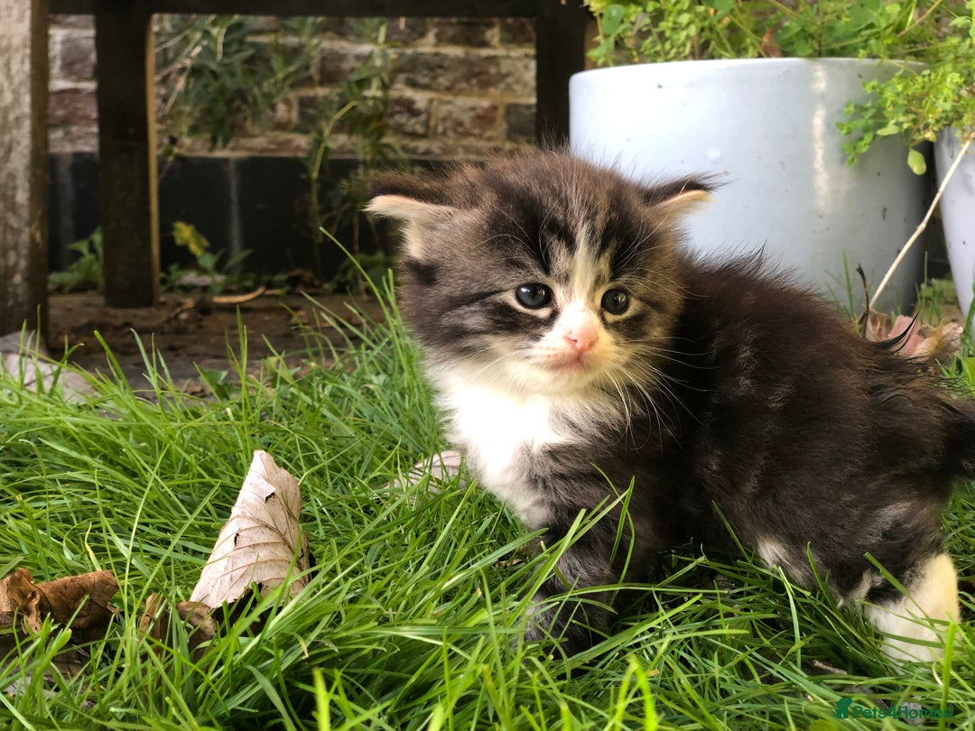 Mixed Breed cats for sale: Chamomile’s kittens - Image 7