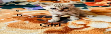 Bengal 6