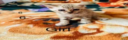 Bengal cats for sale: Bengal - Advert 3