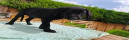 Mixed Breed dogs for sale: Puppies  - Advert 19