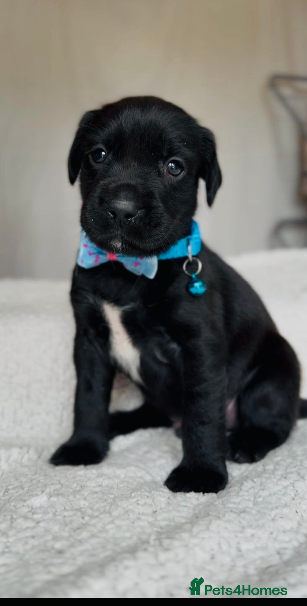 Springador dogs for sale: Springador Puppies - Image 4