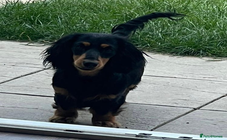 Miniature Dachshund dogs - Advert 1