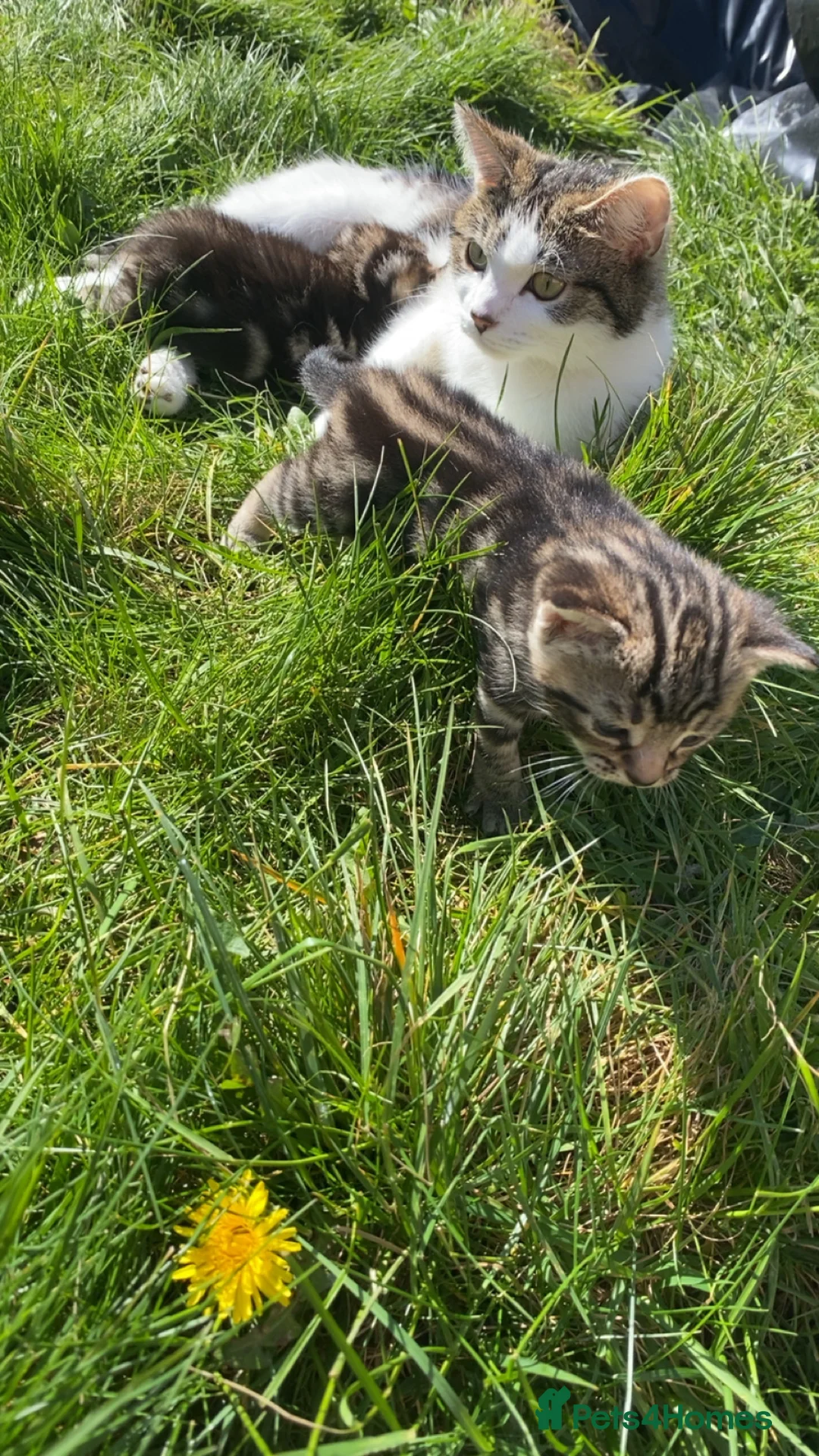 Mixed Breed cats for sale: 2 adorable male kittens ready to find a new home in Manchester - Advert 2