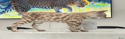 Bengal cats for sale: Two Kittens Left! Full Pedigree Snow TICA Bengals - Advert 5