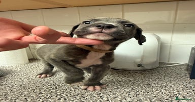 Cane Corso dogs - Advert 6