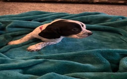 Cocker Spaniel dogs for sale: Georgous blue roan cocker spaniels - Image 15