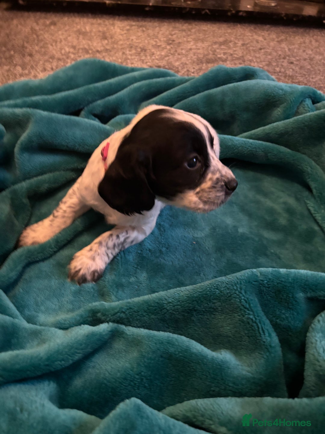 Cocker Spaniel dogs for sale: Georgous blue roan cocker spaniels - Image 15