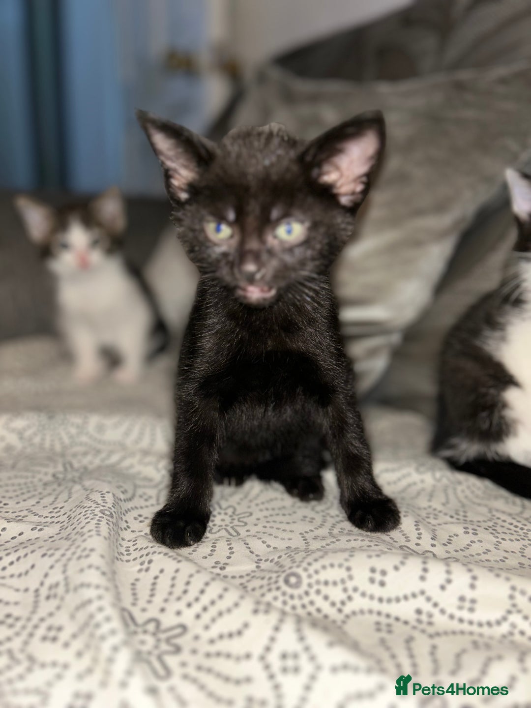 Domestic Shorthair cats for sale: Kittens for sale - Advert 7