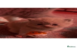 British Shorthair cats for sale: Stunning pure British shorthair kittens - Image 4