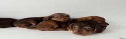 Mixed Breed dogs for sale: 5 Beautiful Chocolate brown & Tan Puppies  in Egham - Advert 13