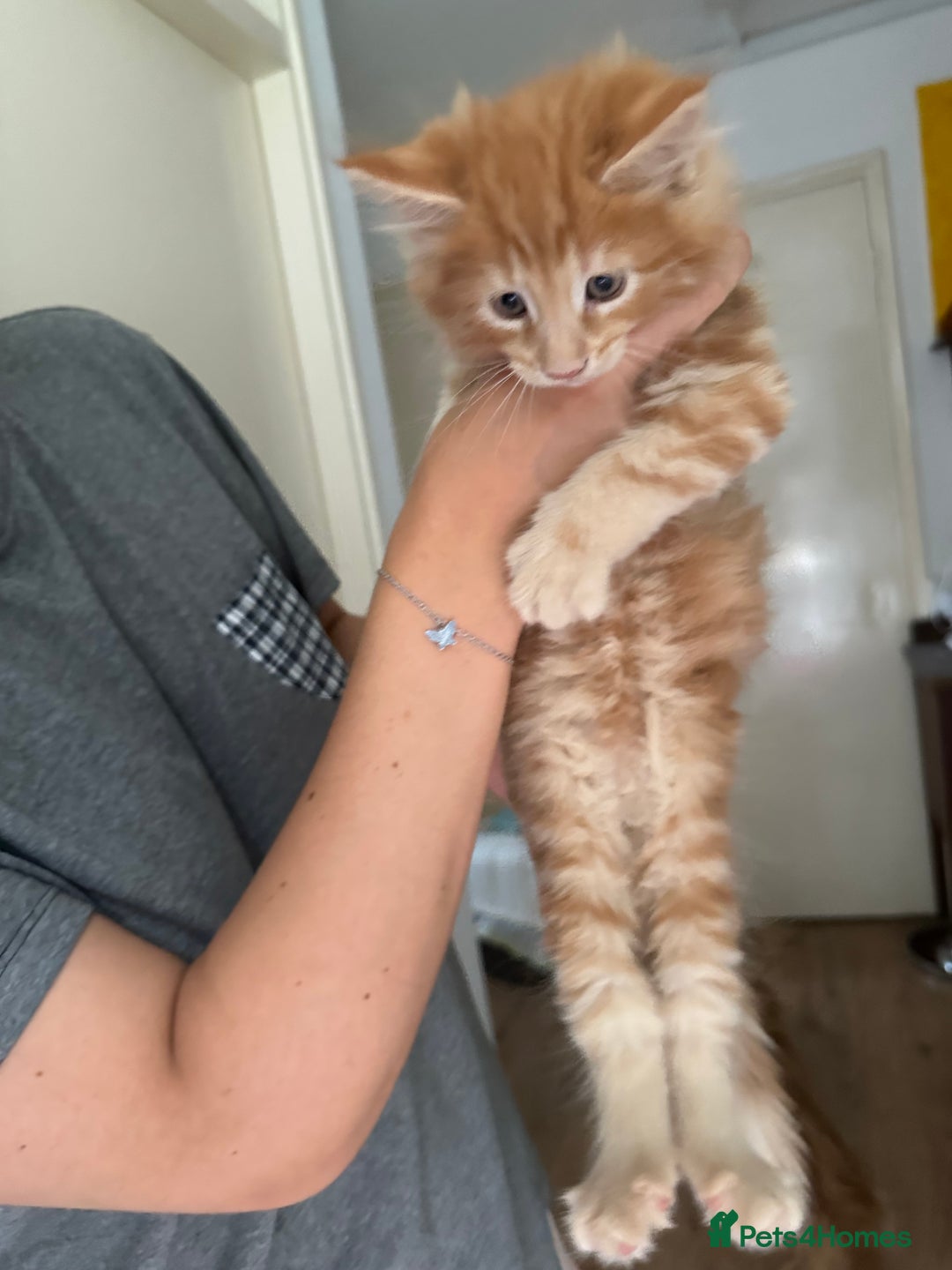 Mixed Breed cats for sale: 5 Maine Coon cross kittens available💞 - Image 5