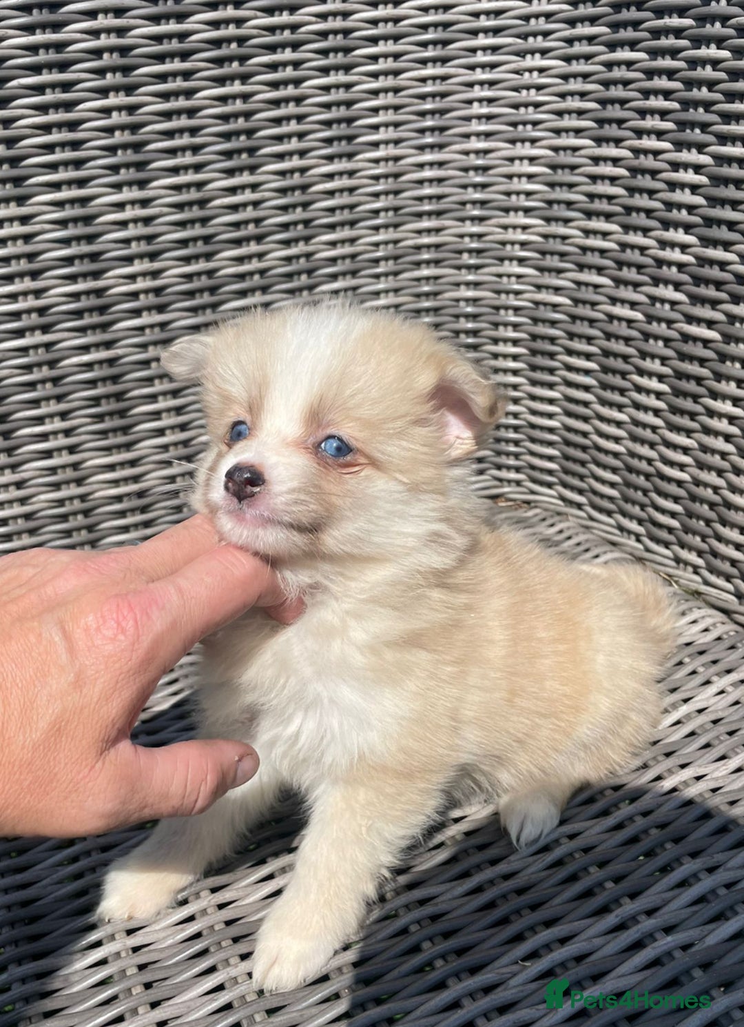 Pomsky dogs for sale: Ready - Blue eyed pomsky’s  - Image 10