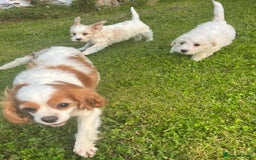 Cavapoo dogs for sale: Health checked cavapoo puppies - Image 3