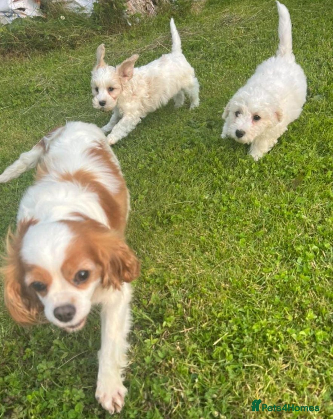 Cavapoo dogs for sale: Health checked cavapoo puppies - Image 3