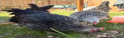 Chickens poultry for sale: 2x POL Sussex Hens for sale  - Advert 1
