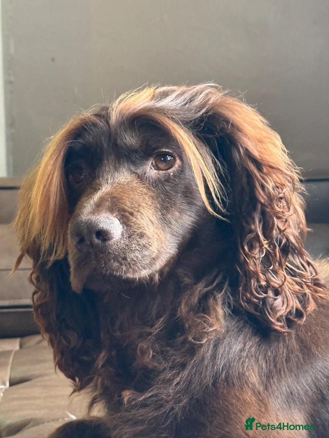 Sprocker dogs for sale: Sprocker - Advert 1