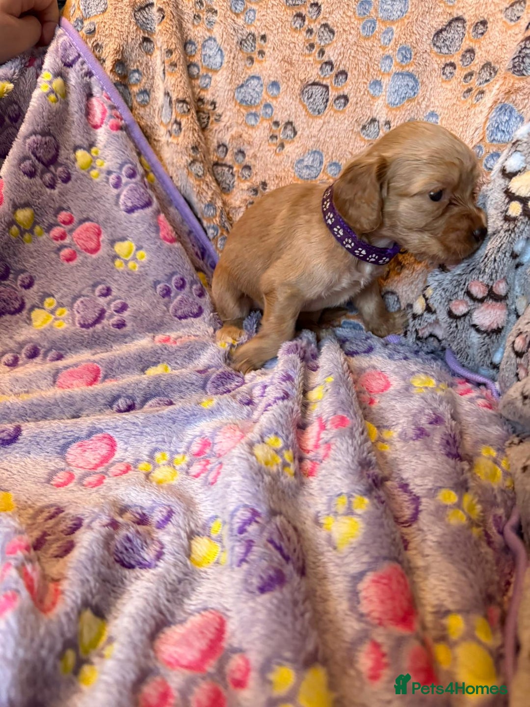 Cocker Spaniel dogs for sale: COCKER SPANIEL LITTER OF 9 IN SCARBOROUGH  - Image 32