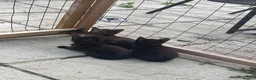 Mixed Breed cats for sale: 3 Female Kittens in Portsmouth - Advert 3