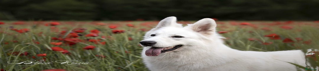White Swiss Shepherd Puppy 2