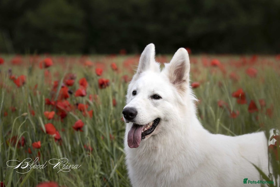 White Swiss Shepherd dogs for sale: KC World Champion Line White Swiss Shepherds - Image 3
