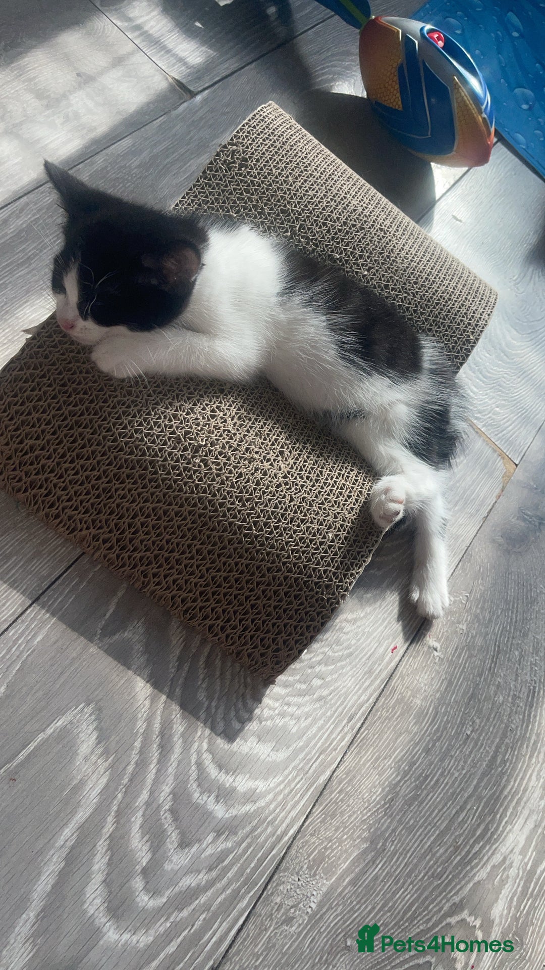 Mixed Breed cats for sale: Mixed breed  - Image 1