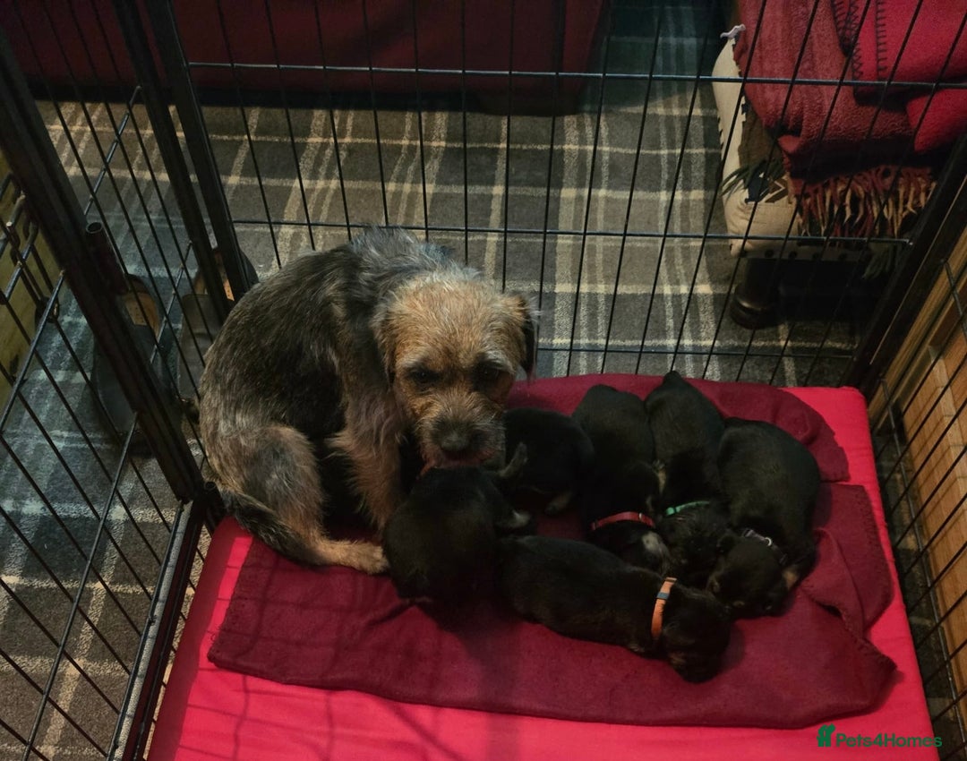 Border Terrier dogs for sale: Border Terrier Pups - Advert 1