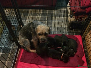 Border Terrier dogs Border Terrier Pups - Advert 12