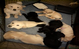 Goldador dogs for sale: 9 Week old Goldador Puppies - ready to go - Advert 13