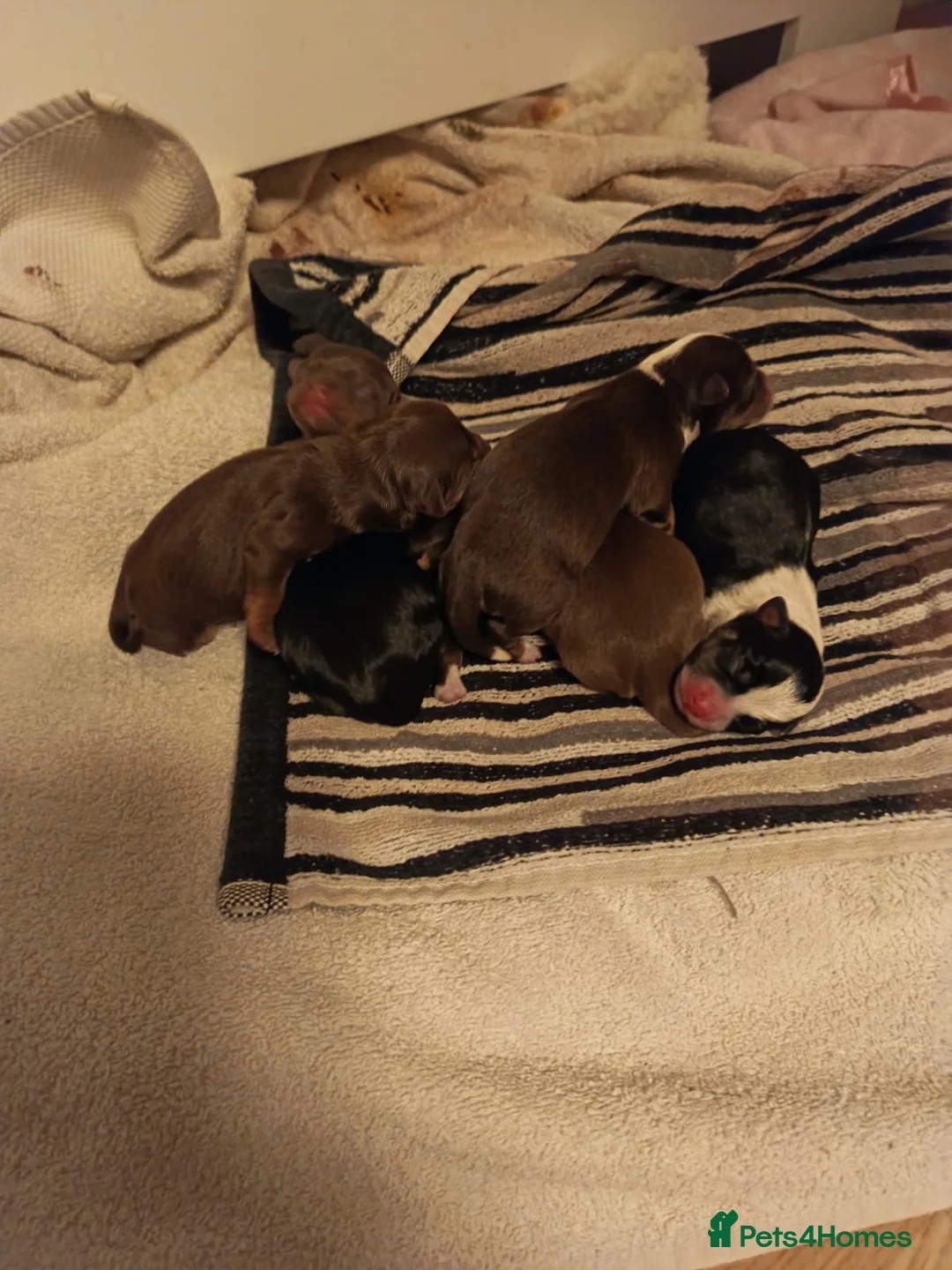 Chorkie dogs for sale: Beautiful litter of chorki's  - Advert 2