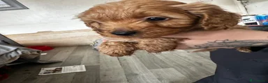 Cockapoo Puppy 1