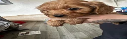 Cockapoo dogs for sale: Cockapoo pups  - Advert 3