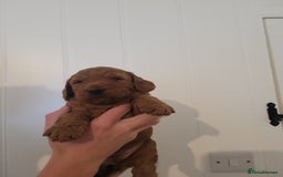 Mixed Breed dogs for sale: Miniature Goldendoodle Puppies - Image 14