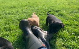 Labrador Retriever dogs for sale: Beautiful KC Reg Lab pups  - Image 3