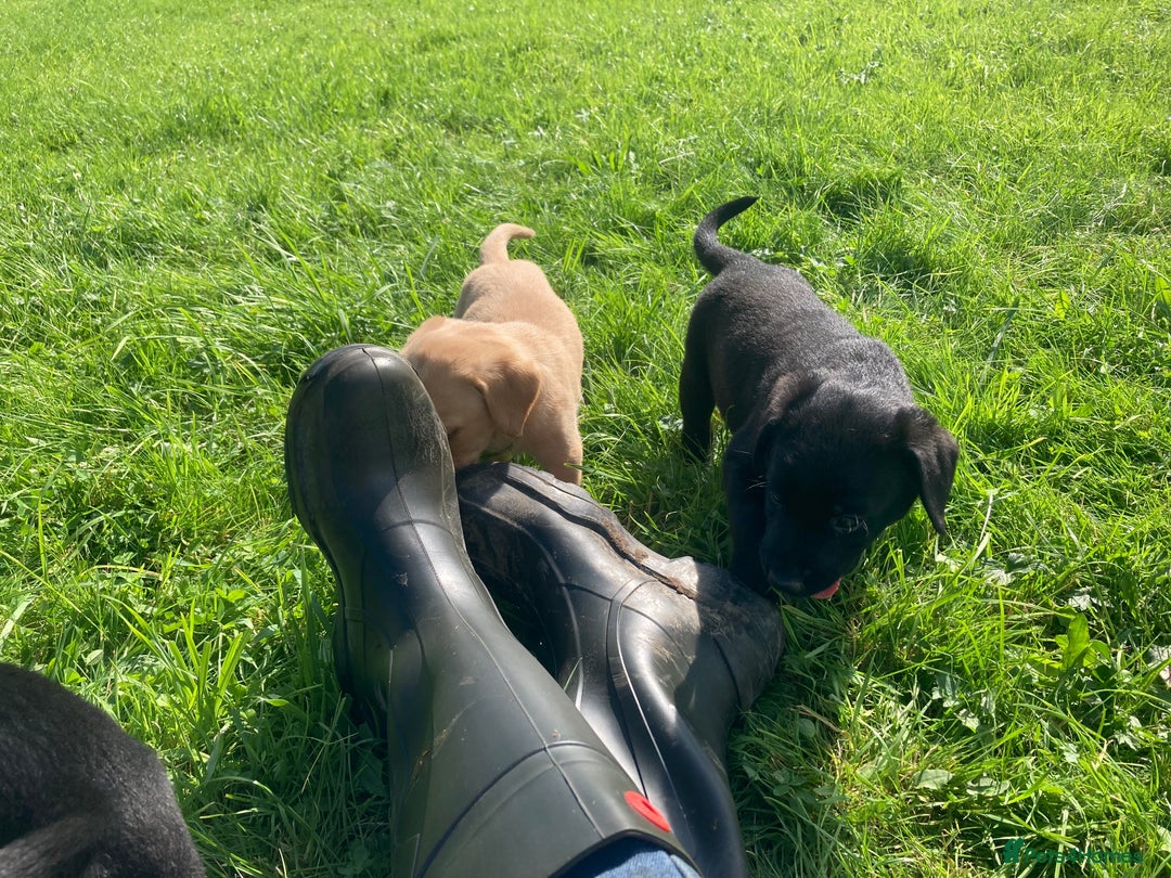Labrador Retriever dogs for sale: Beautiful KC Reg Lab pups  - Image 3