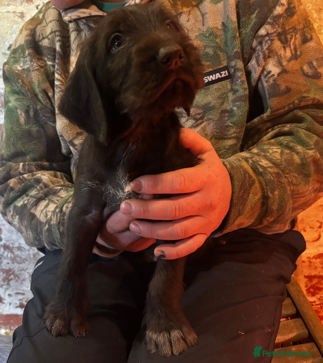 German Wirehaired Pointer dogs for sale: KC Reg GWP puppies  - Advert 3