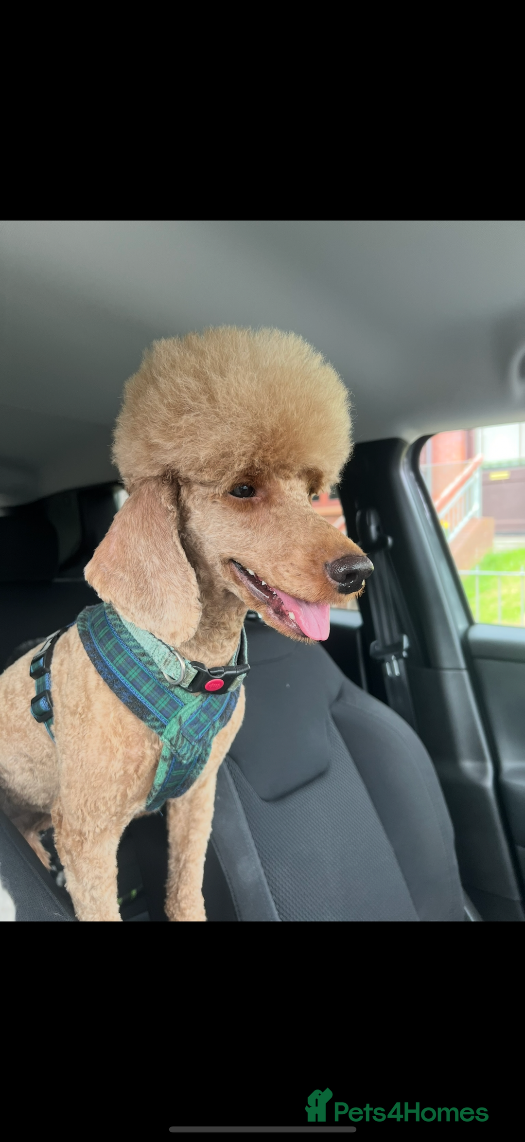 Miniature Poodle dogs for sale: KC Registered Mini Poodles ❤️ - Image 3