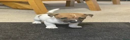 Jack Russell dogs for sale: Jack Russell Puppy  in Kirriemuir - Advert 4