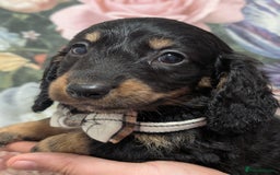 Dachshund dogs for sale: Miniature dachshund  - Image 4