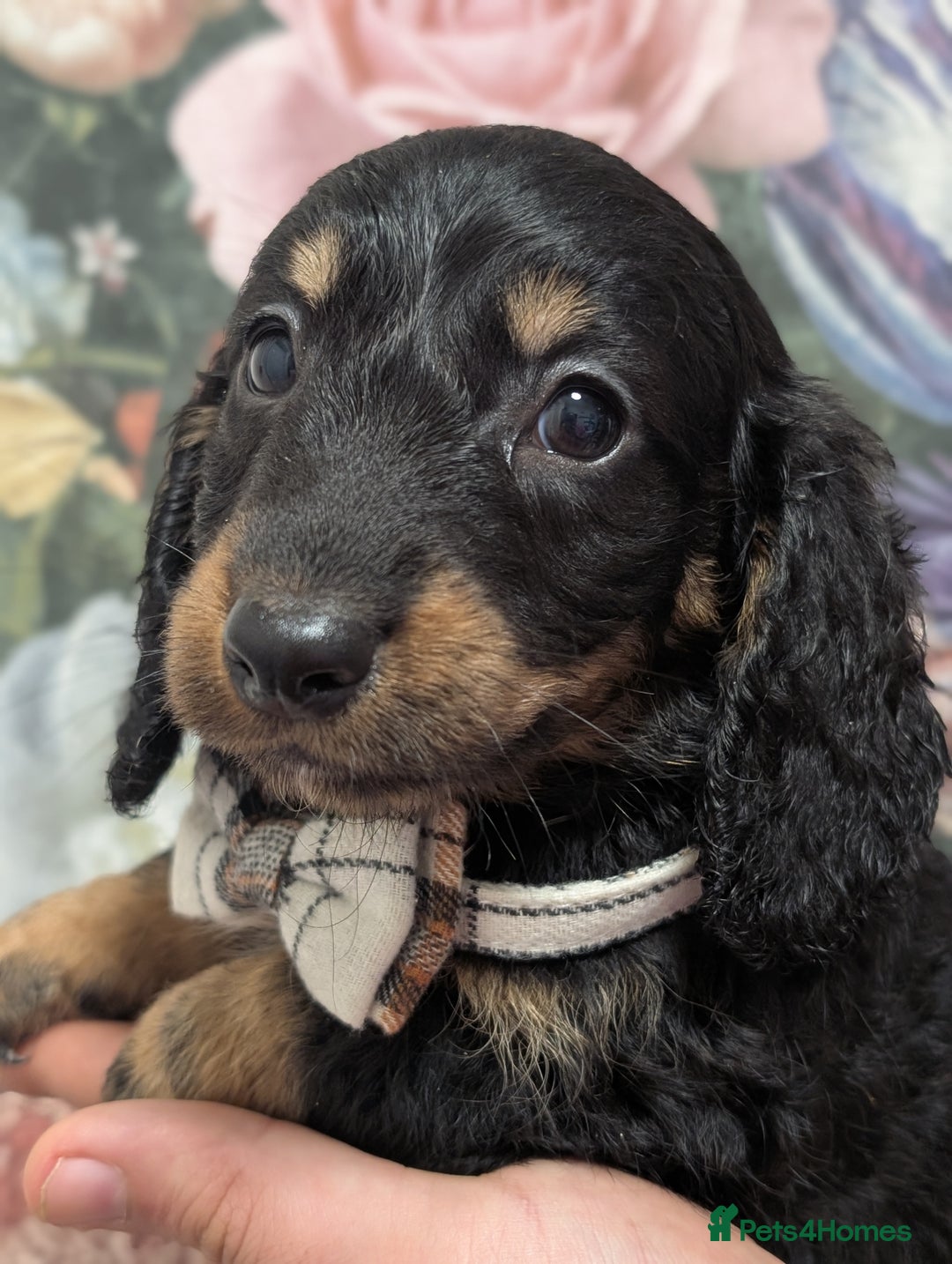 Dachshund dogs for sale: Miniature dachshund  - Image 4