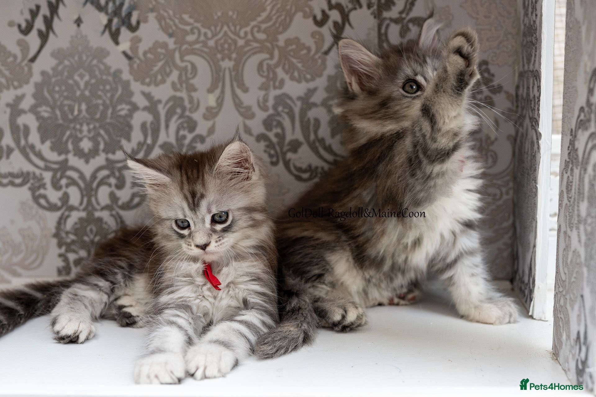 Maine Coon cats GCCF kittens champion line & outstanding pedigree - Advert 18