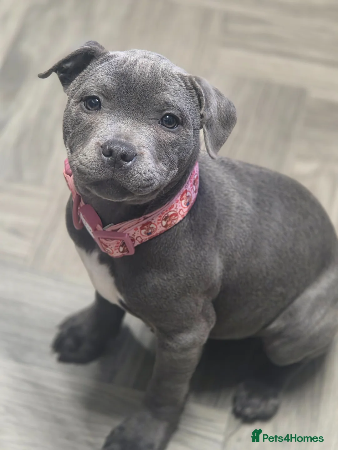 Staffordshire Bull Terrier dogs for sale: Royal regiment blue female staffie 💫 - Advert 2