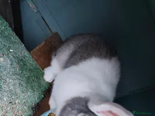 Continental Giant rabbits Giant continental rabit for sale - Advert 5