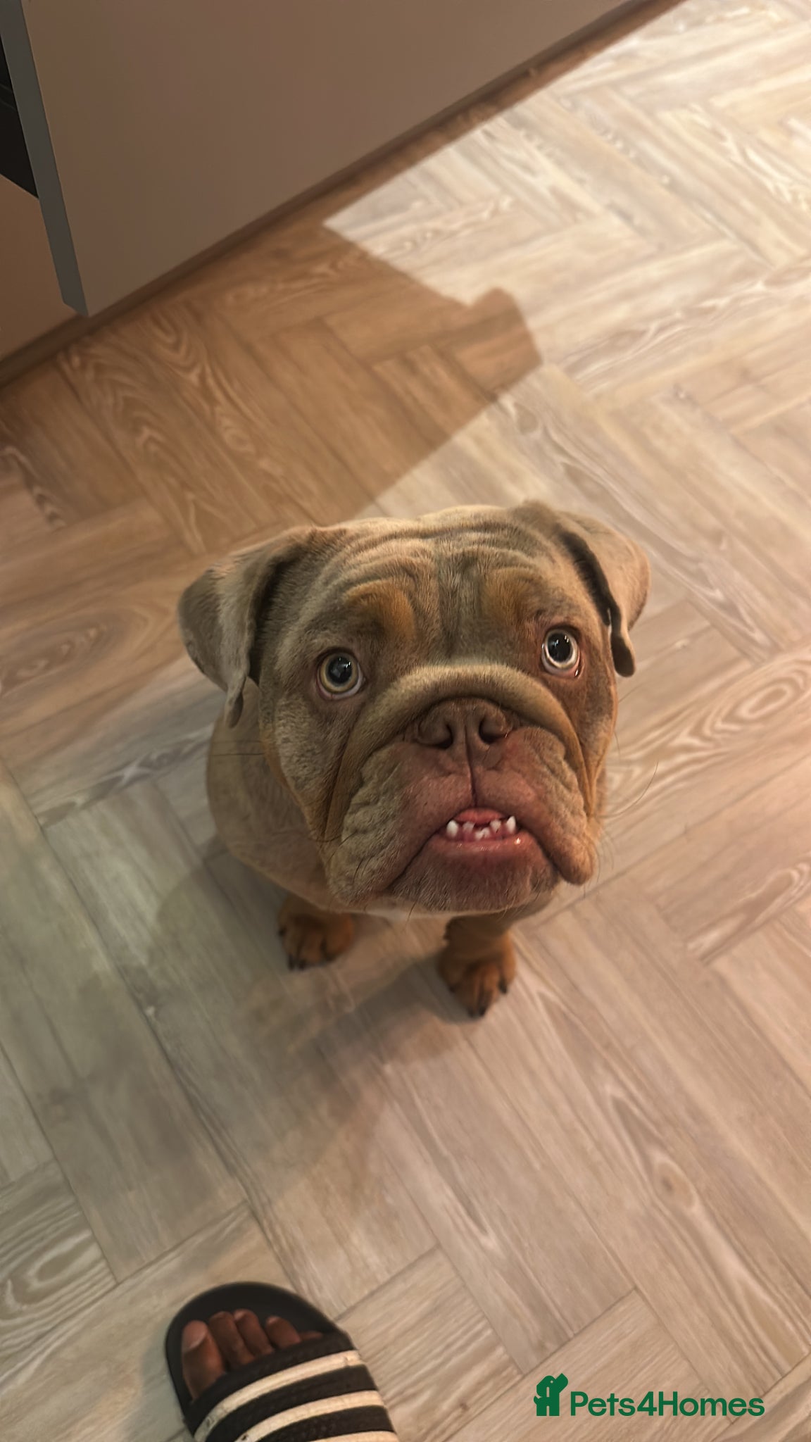 English Bulldog dogs KC Registered Lilac Merle English Bulldog Female - Advert 12