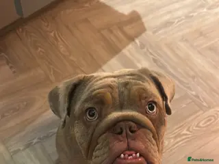 English Bulldog dogs KC Registered Lilac Merle English Bulldog Female - Advert 15