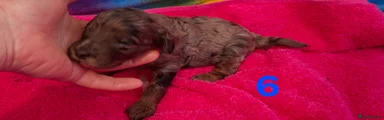Cavapoo Puppy 6
