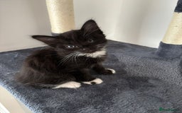 Bombay cats for sale: Last 2 remaining Kittens for sale  - Image 22