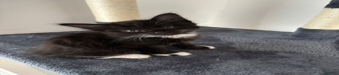 Bombay Kitten 3